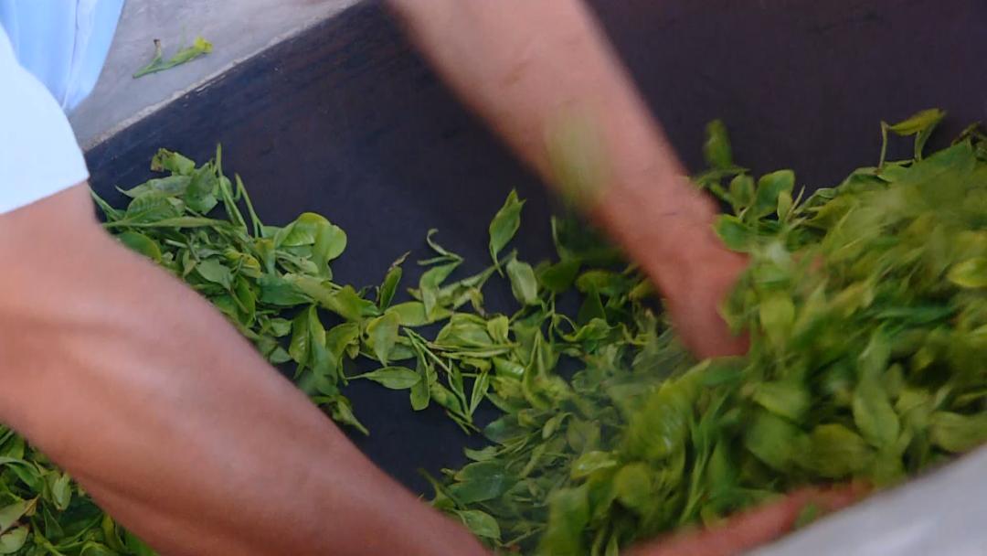 美轮美奂的天然茶园简直恍如仙境,华蓥市红岩茶园