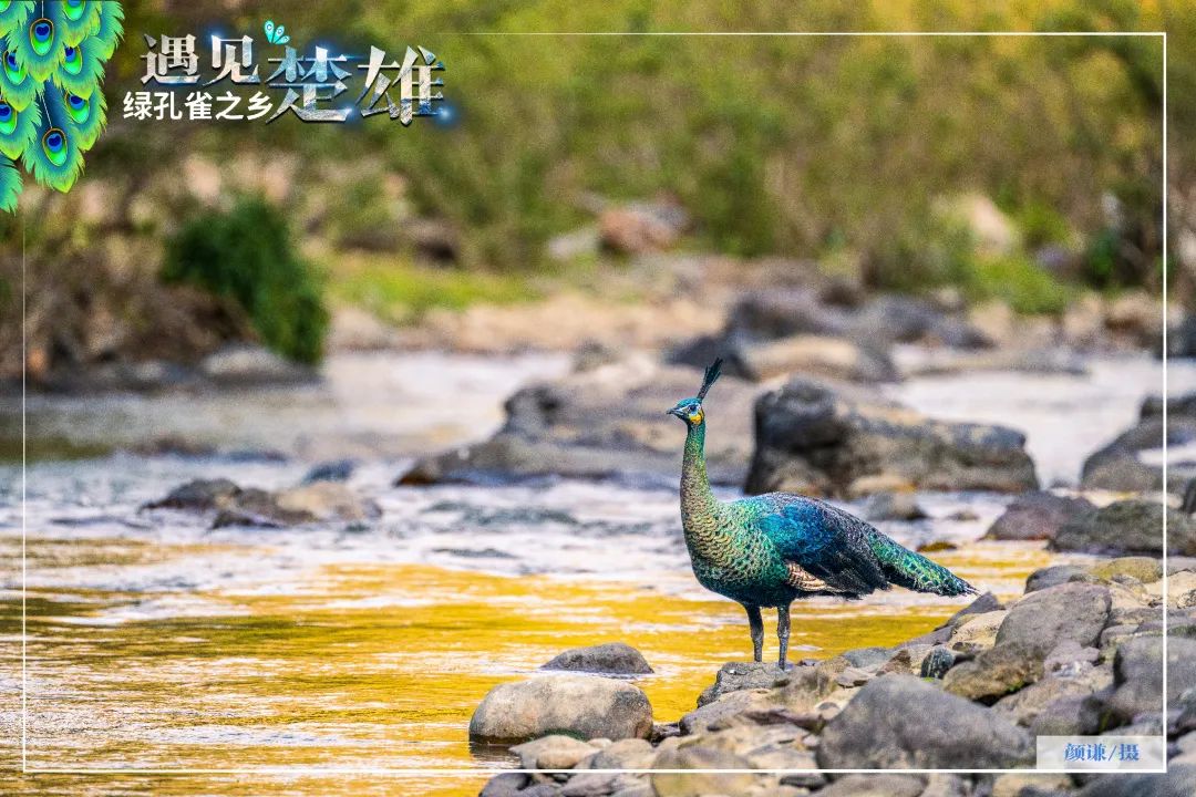 遇见楚雄绿孔雀之乡,遇见绿孔雀之乡楚雄