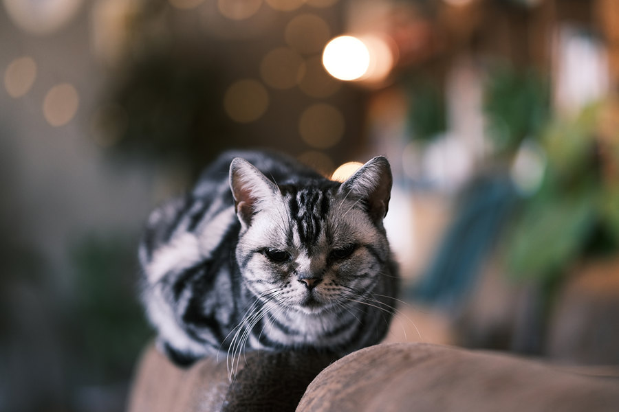 瀵屽＋x鍗″彛150-600,瀵屽＋x鍗″彛23mm鎺ㄨ崘