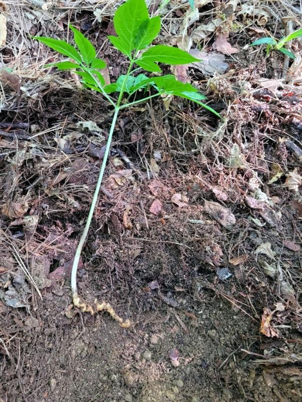 挖参人深山挖到百年孩儿参,韩国采参人挖到野生百年孩儿参