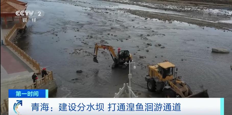 青海湟鱼为何要洄游产卵,青海湖湟鱼洄游产卵最佳观赏日期