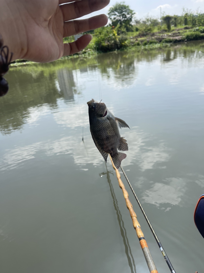 「518」小罗非垂竿自上，清道夫碳烤“美味”眼泪流