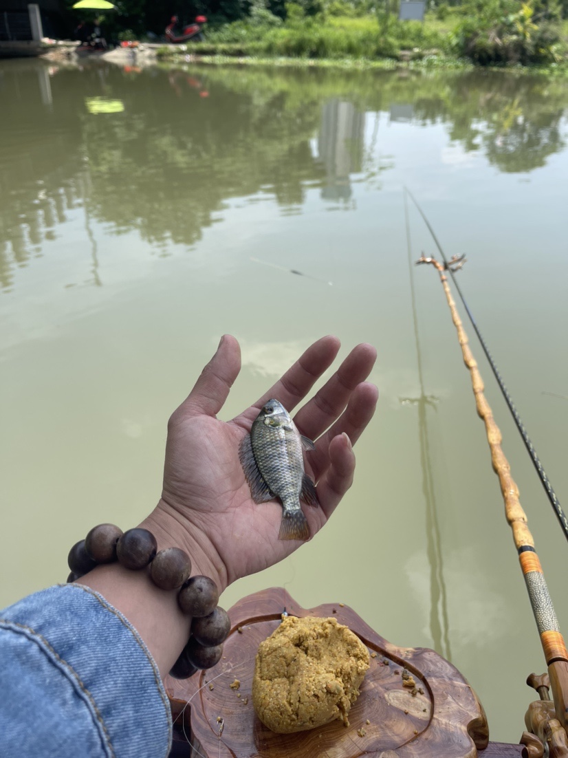 「518」小罗非垂竿自上，清道夫碳烤“美味”眼泪流