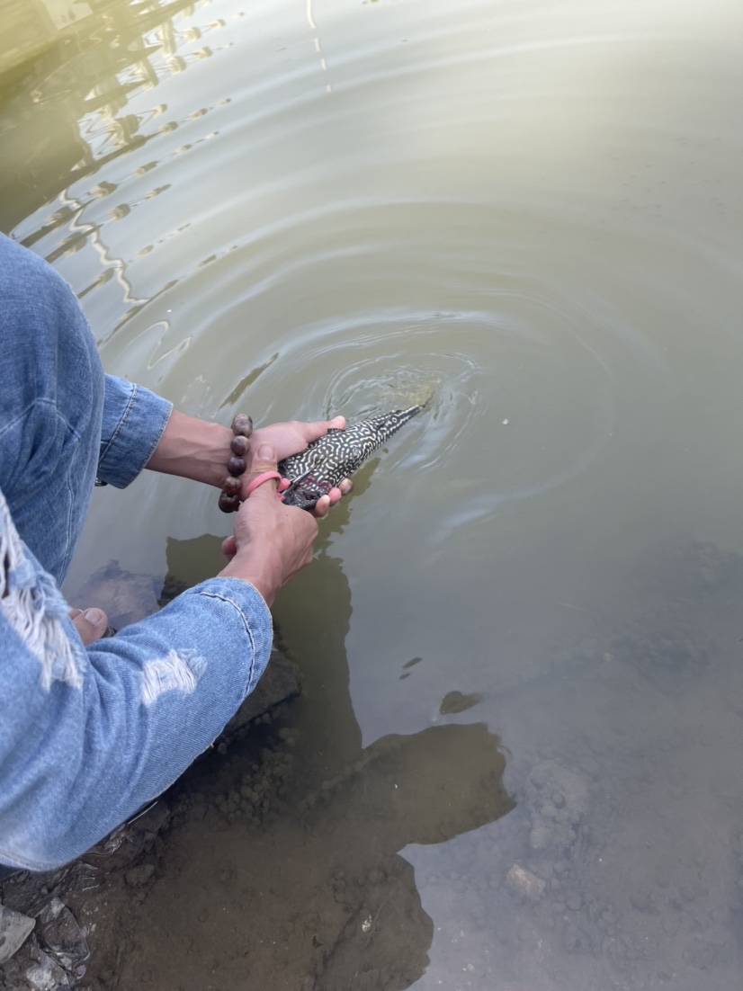 「518」小罗非垂竿自上，清道夫碳烤“美味”眼泪流