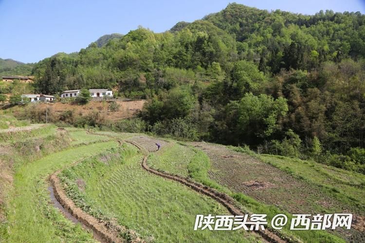 官村贡米,官田村稻谷