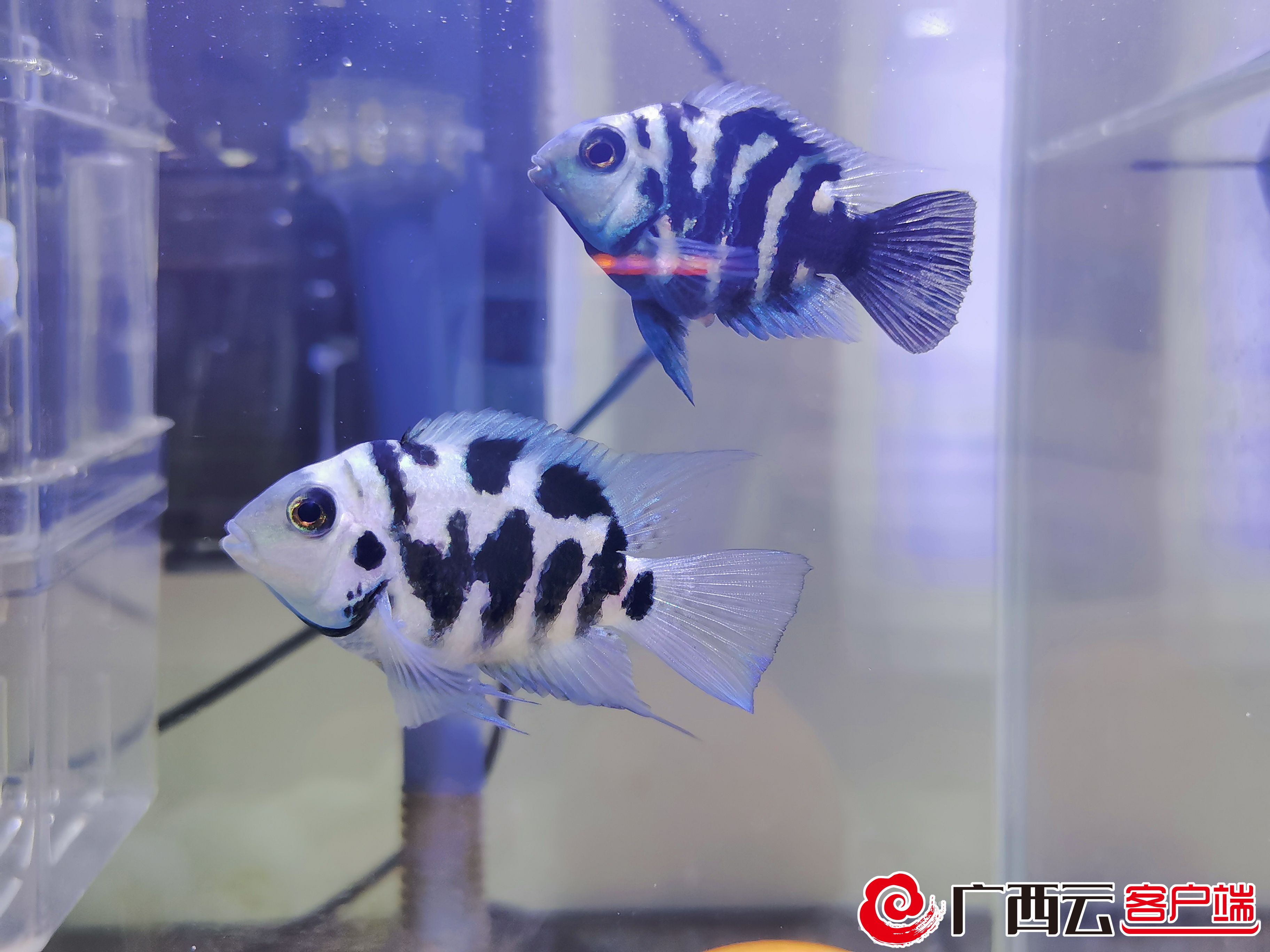 养猫年轻人越来越多了,养狗养猫养鱼