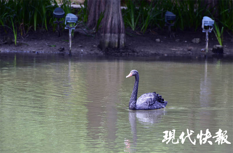 南京燕雀湖的黑天鹅,白天鹅被黑天鹅咬死