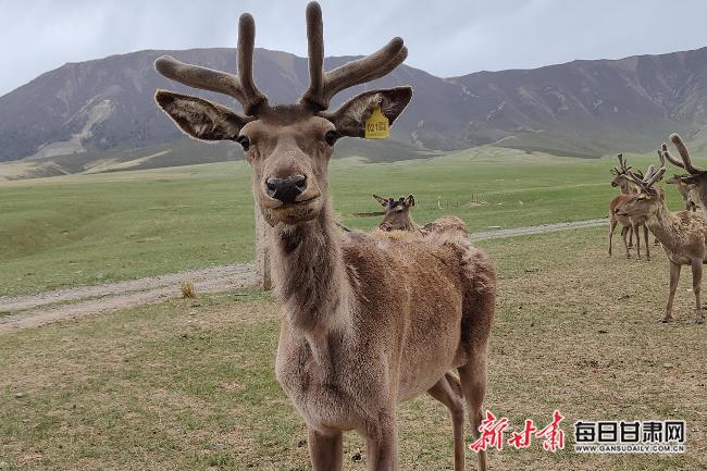 「2022生态环保行」“鹿”尽其用祁连山生物科技公司带动特色产业发展