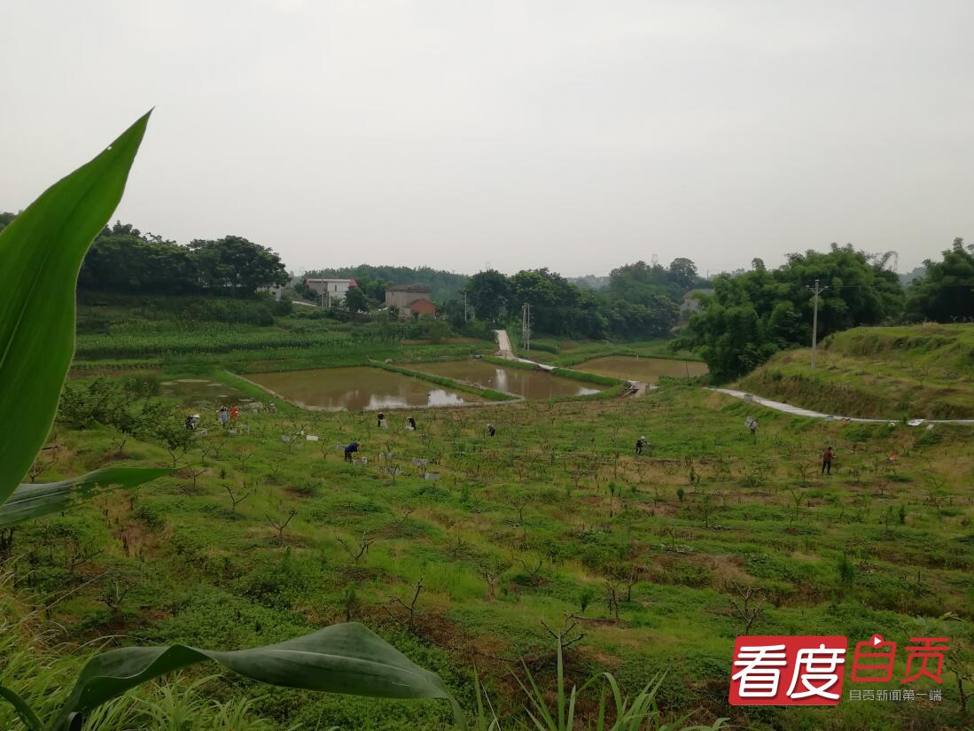 花椒采摘节助推乡村振兴,花椒产业撑起乡村振兴一片天