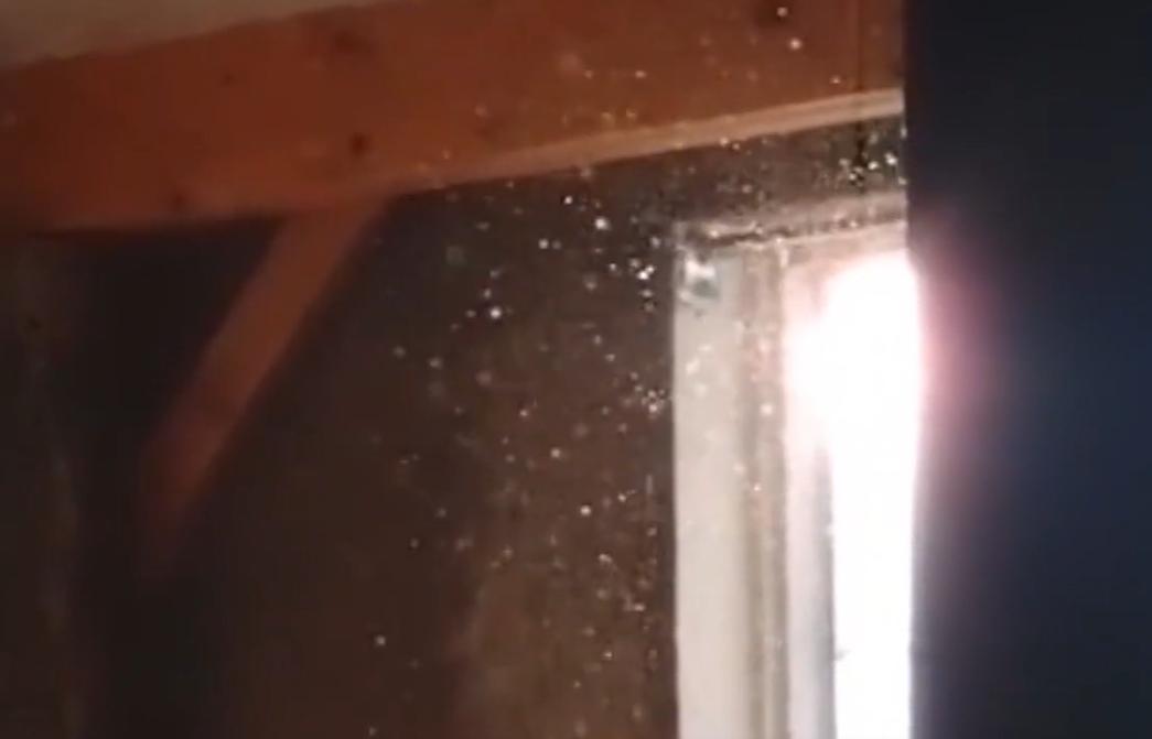 房间出现很多小虫怎么解决,家里白色细微小虫怎么处理