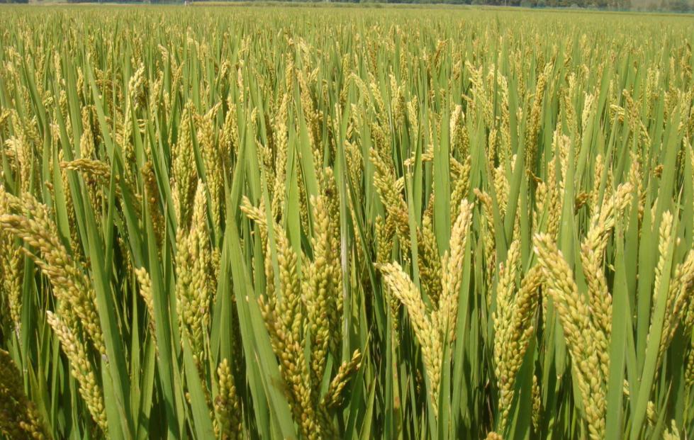 从吃饱到吃好再到吃出健康,从吃饱到吃好的东西