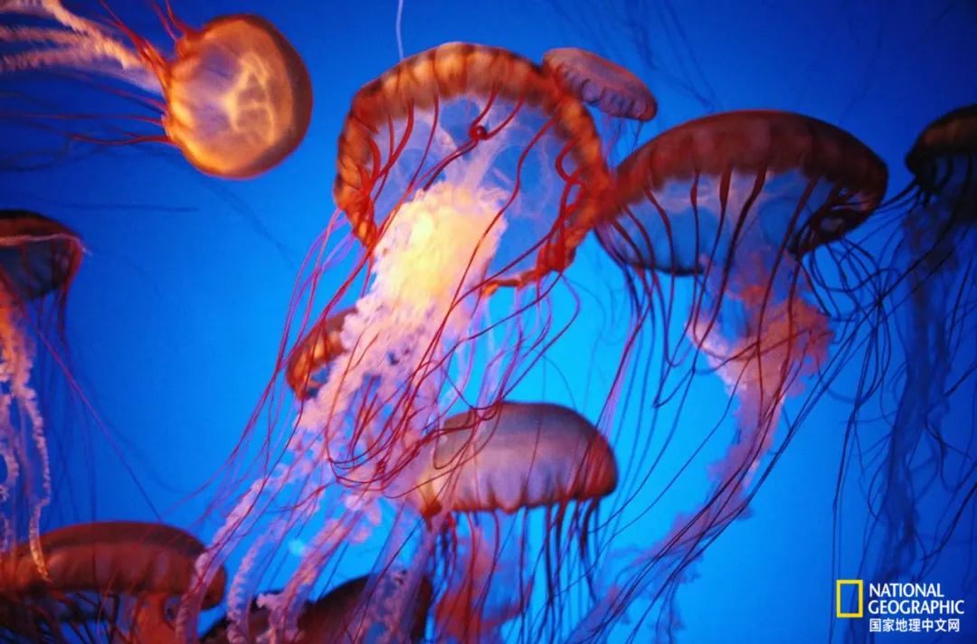 电影诞生以来最伟大的30部作品,最伟大的作品详解