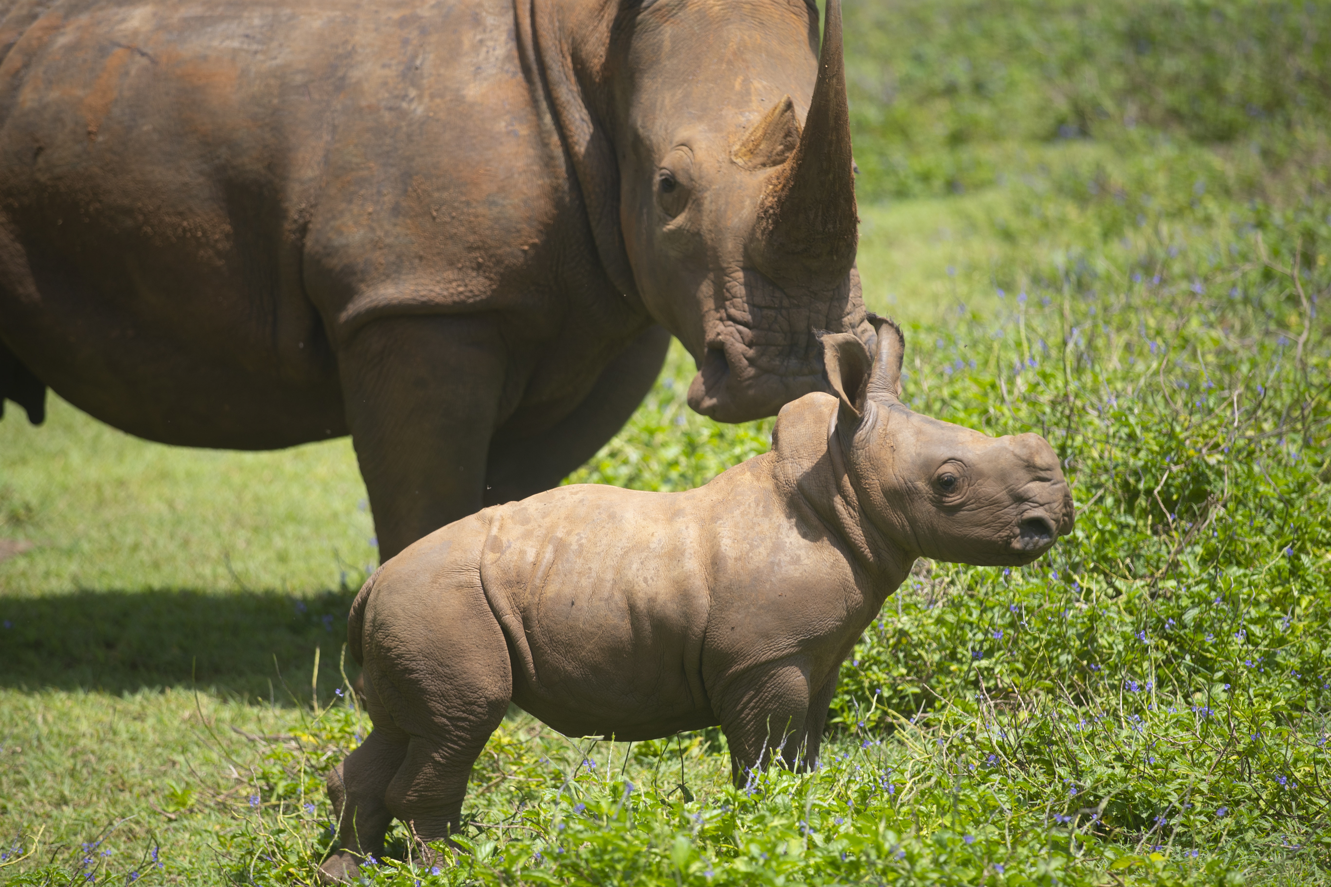 墨西哥和中国的动物园,古巴动物园动物