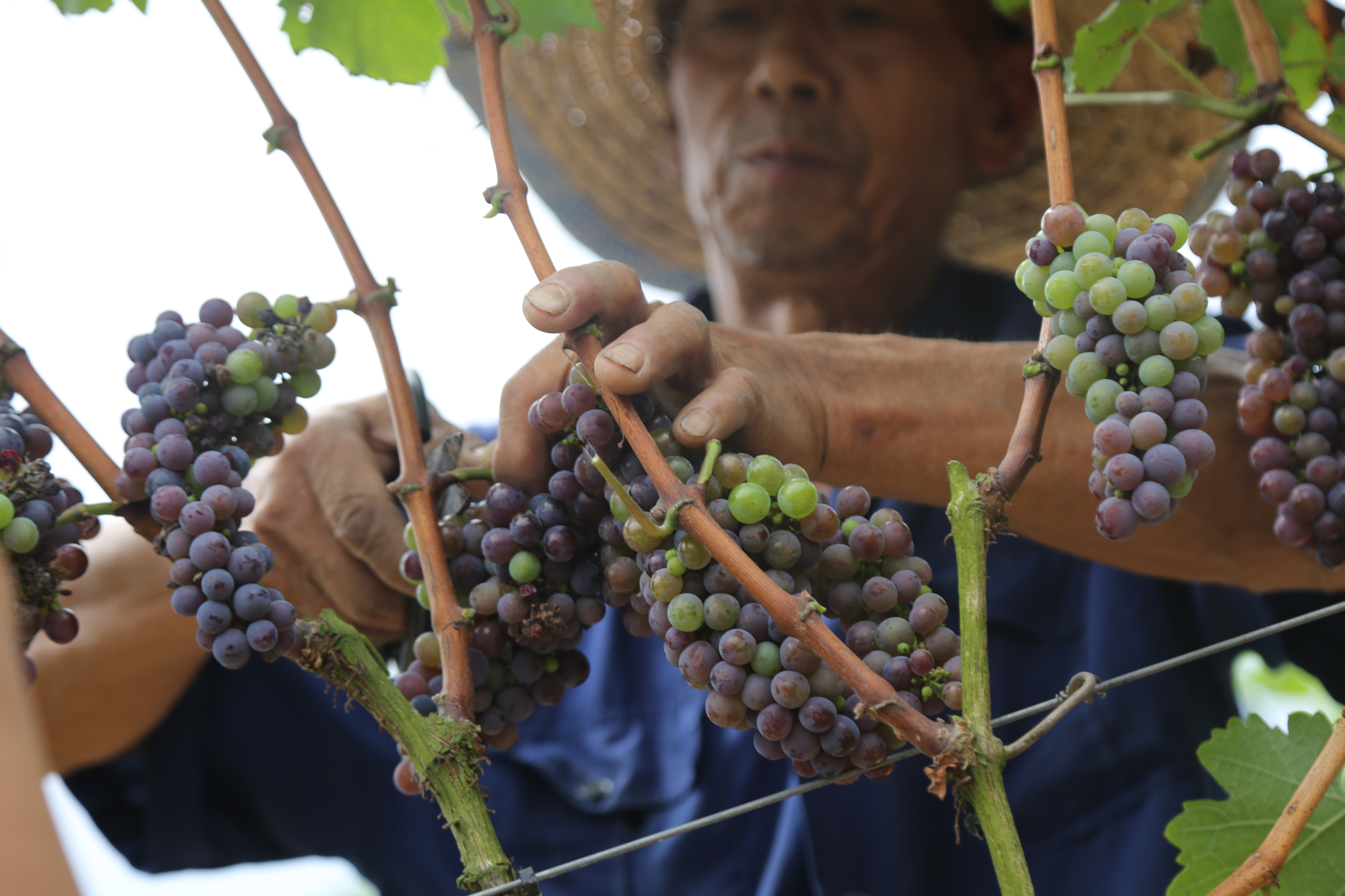 小葡萄撑起脱贫致富大梦想,小葡萄乡村振兴