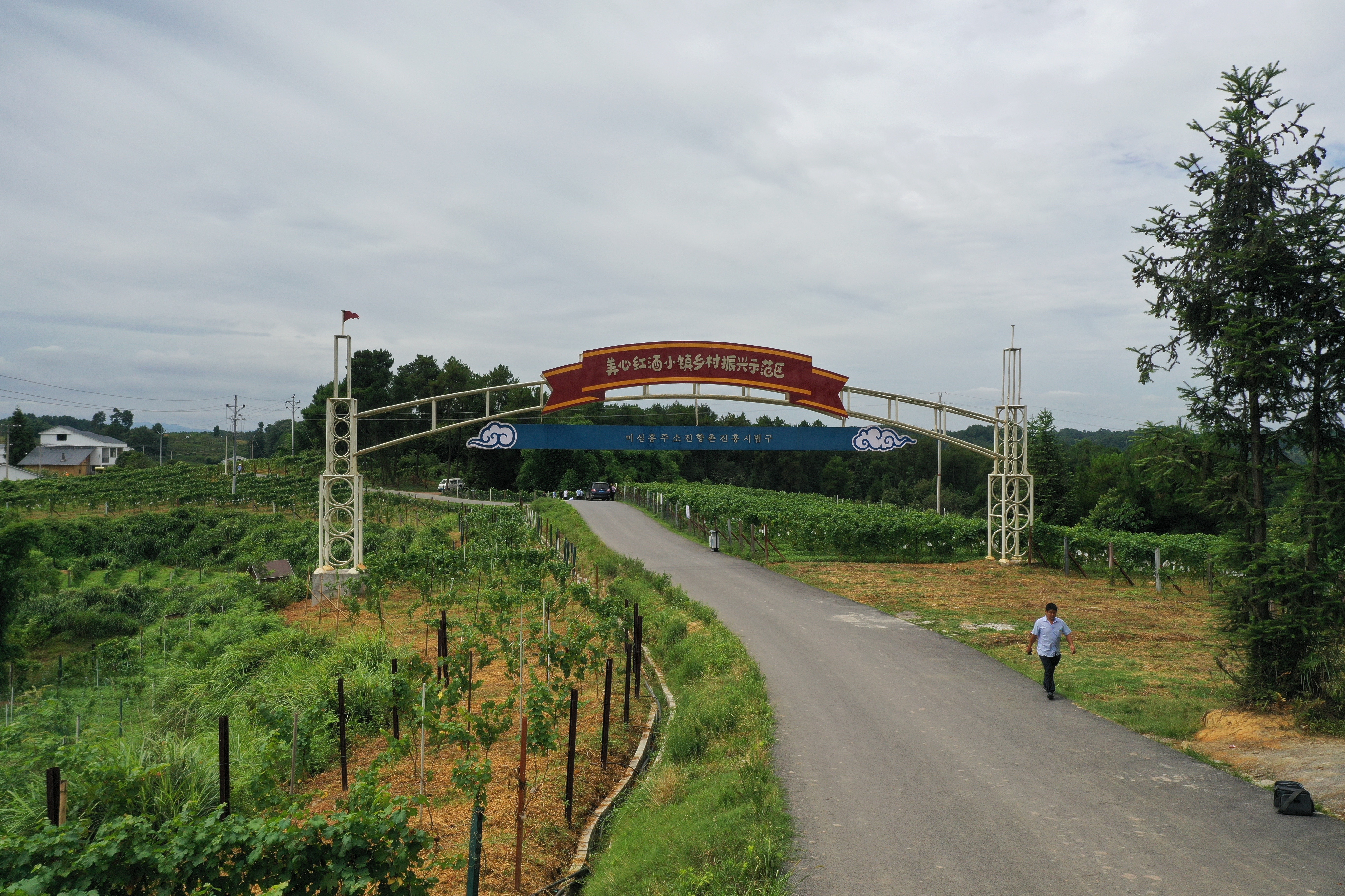 小葡萄串起村民致富梦,小葡萄为乡村振兴注入新动力