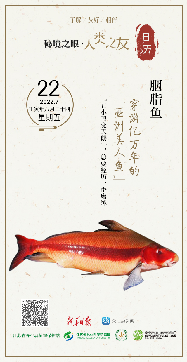 秘境之眼·人类之友日历|胭脂鱼:穿游亿万年的“亚洲美人鱼”