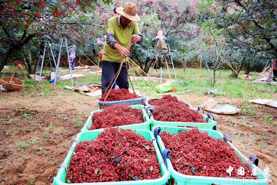 花椒产业管护措施,秦安多措并举保障花椒丰产丰收