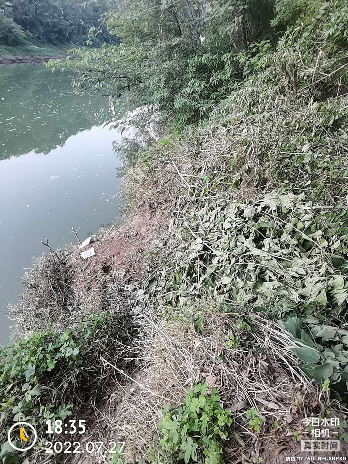 「七月鱼获」骗最憨的巨草！上最憨的洋当