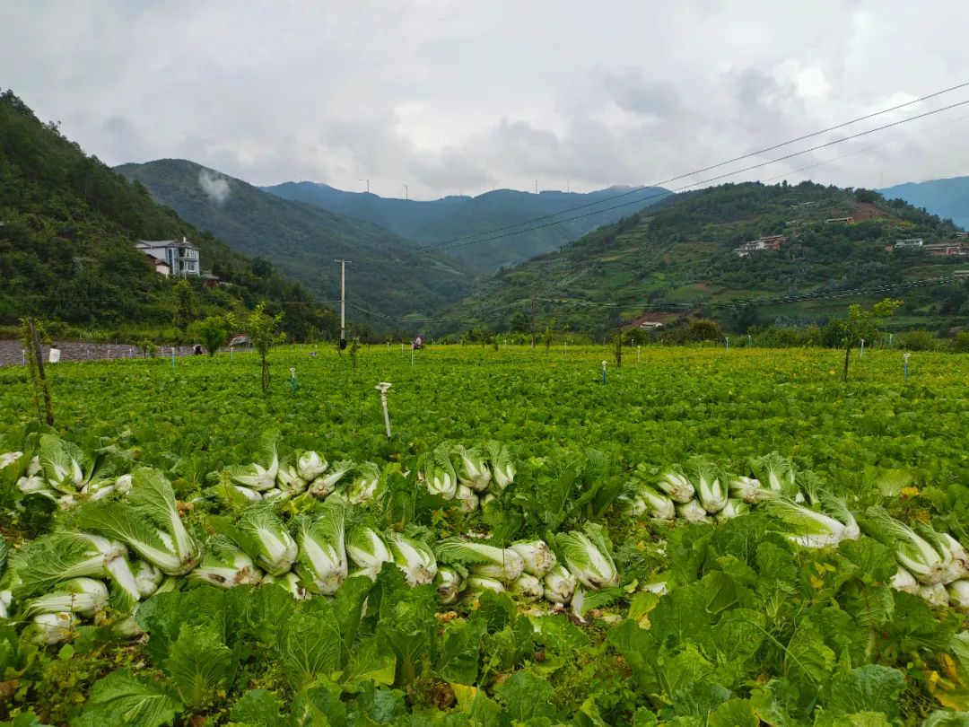 今年大白菜又丰收了,有机大白菜多少钱一斤
