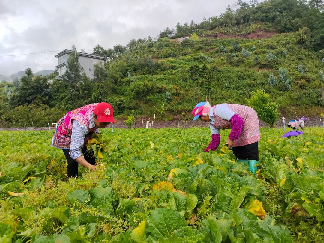 今年大白菜又丰收了,有机大白菜多少钱一斤