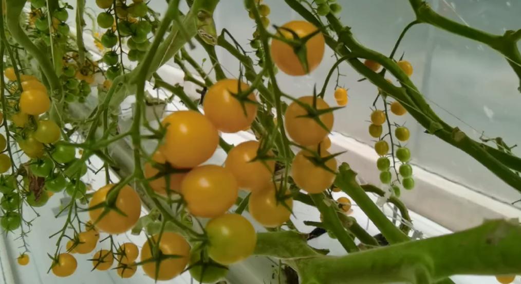 大理弥渡数字农业公园抖音团购,大理弥渡数字农业公园优惠