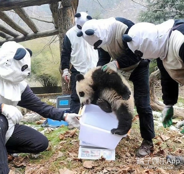 橘子晚报/吴京拒绝女嘉宾挽手?姜昇润恋情?
