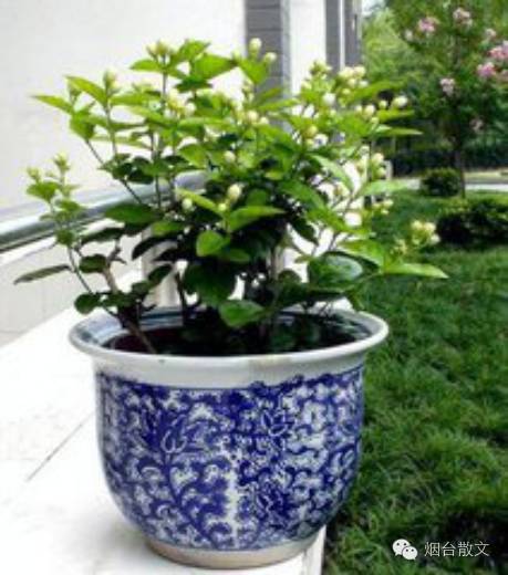 江楼望雨‖缕缕茉莉香