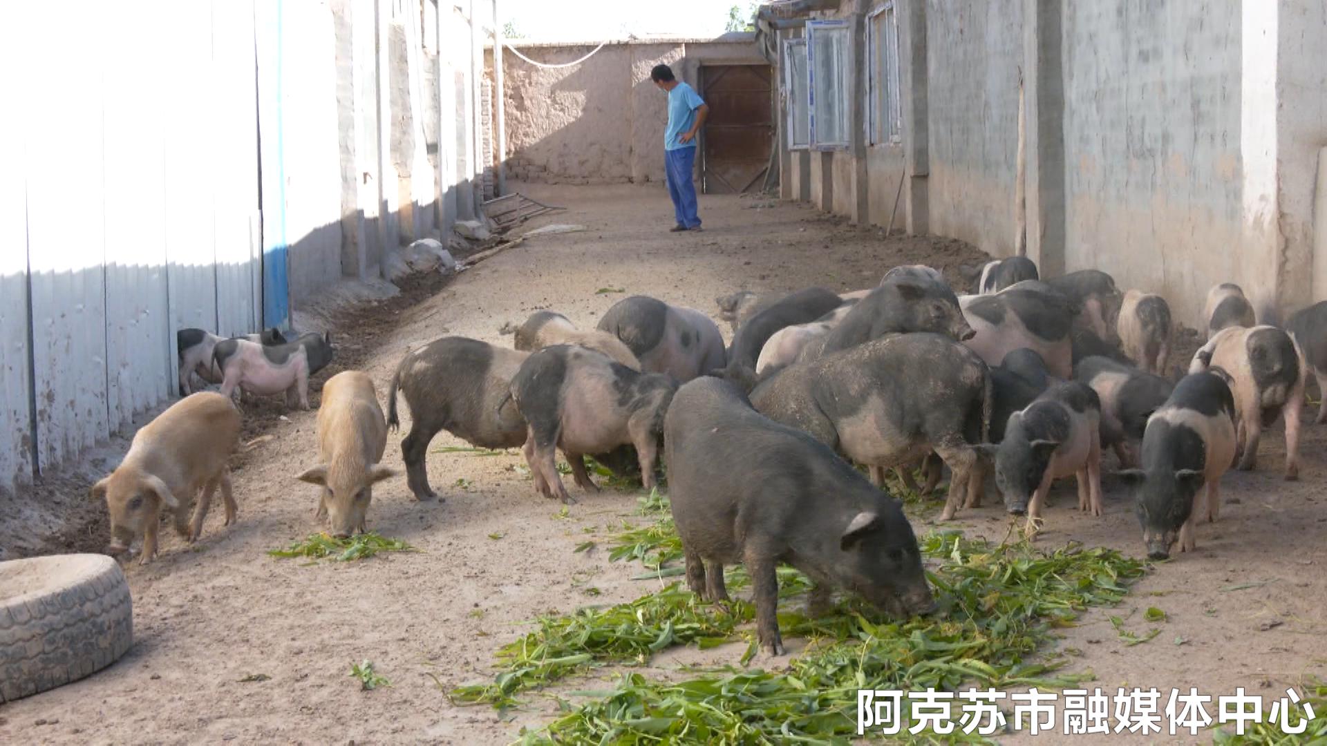 乡村振兴金稻飘香,乡村振兴芝麻开花节节高