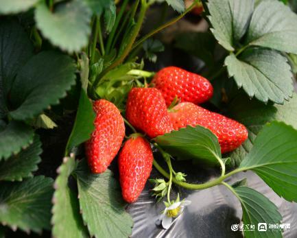 山东安丘农业旅游示范点,安丘石埠子凤鸣山农业综合体