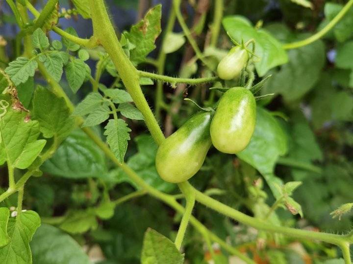 鐢板洯椋庡厜濂藉悆鍠濅笉鐢ㄦ剚,鐢板洯椋庡厜缇庨奔鑲ョɑ绫抽