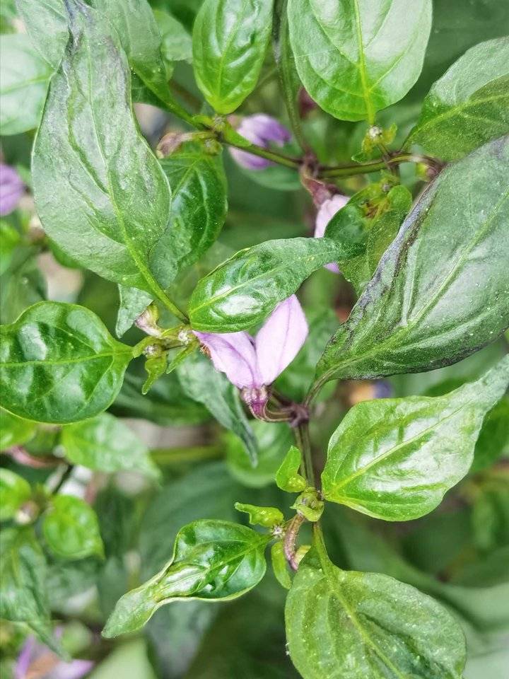 鐢板洯椋庡厜濂藉悆鍠濅笉鐢ㄦ剚,鐢板洯椋庡厜缇庨奔鑲ョɑ绫抽