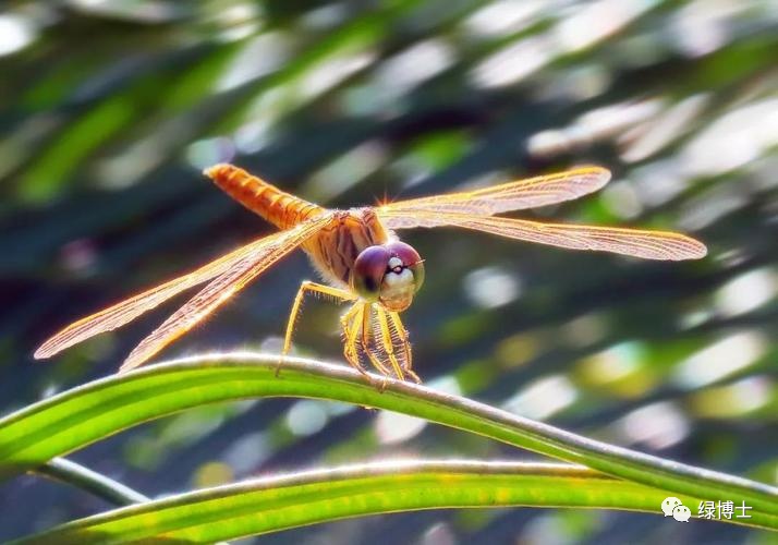 集结出列~来看上海常见的昆虫“战斗机”群