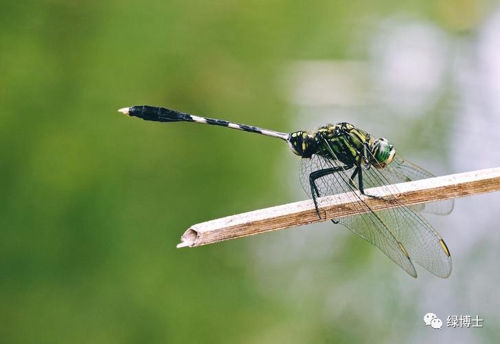 集结出列~来看上海常见的昆虫“战斗机”群