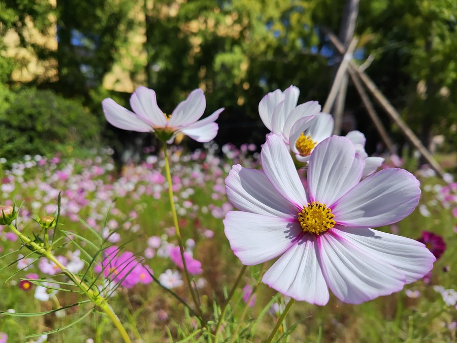 3200万像素前置,3200万前置像素怎么样