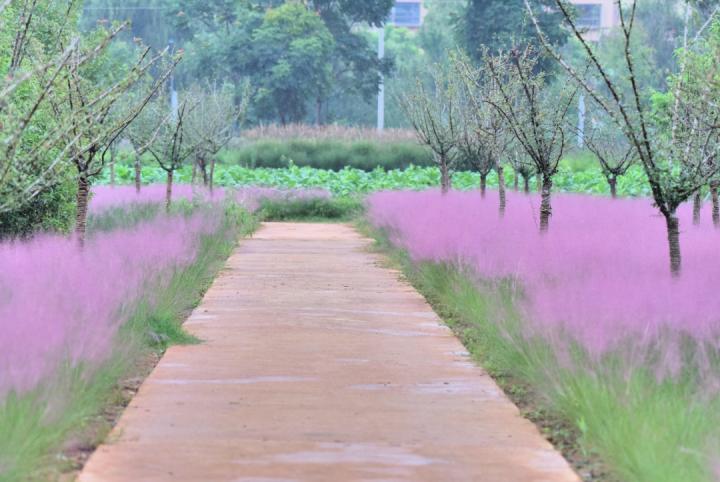 昆明最美的秋天,别眨眼带你看花海