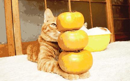 柿子和海鲜一起吃后腹胀,柿子和海鲜一块吃会长结石吗