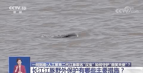 你凭什么叫“汉宝”？