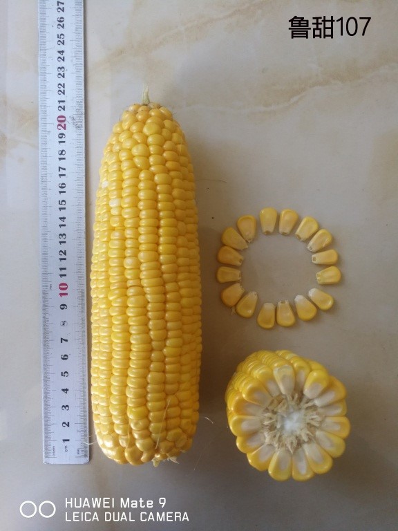 山东省农科院最新鲜食玉米品种,山东鲜食玉米种什么品种好