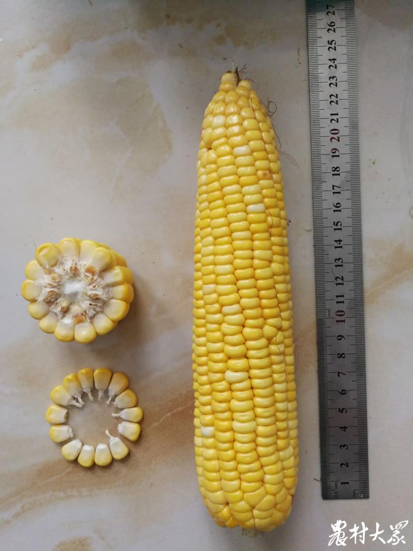 山东省农科院最新鲜食玉米品种,山东鲜食玉米种什么品种好
