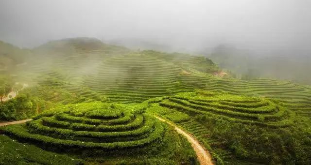 闽茶，yyds！8大名茶被国家看中，福建就占了2个