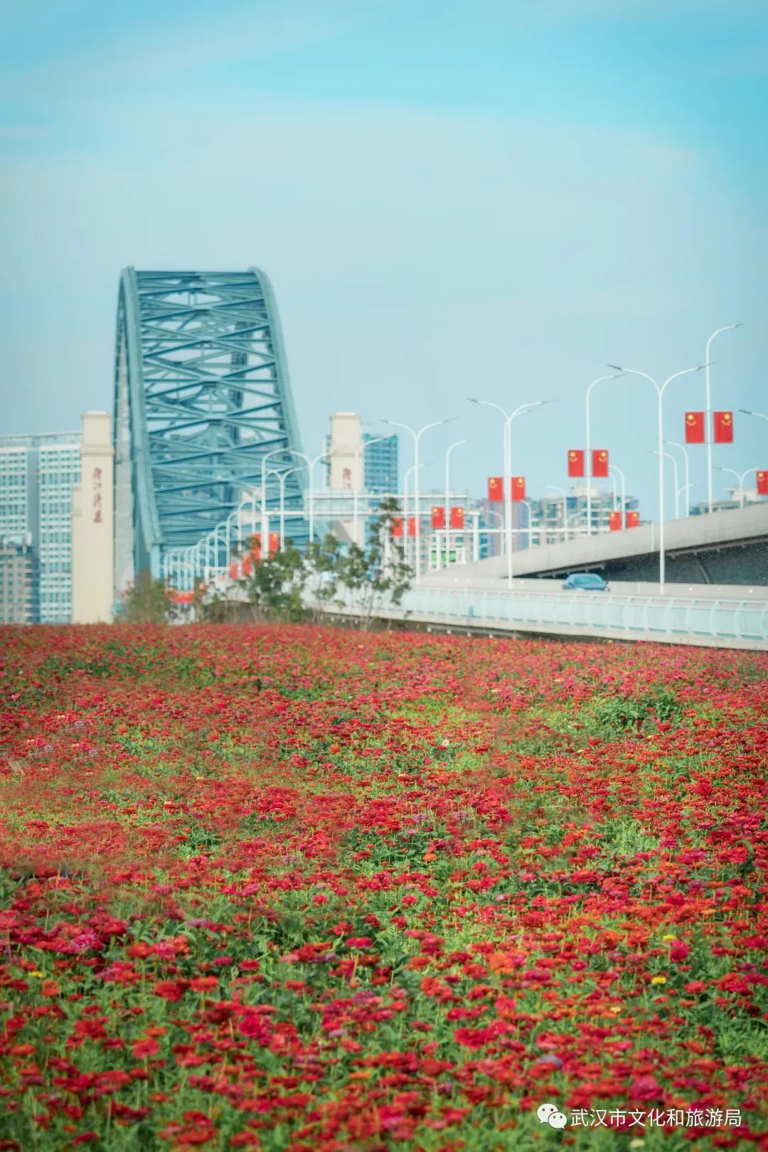 一片花海怎么拍,怎么拍一片花海
