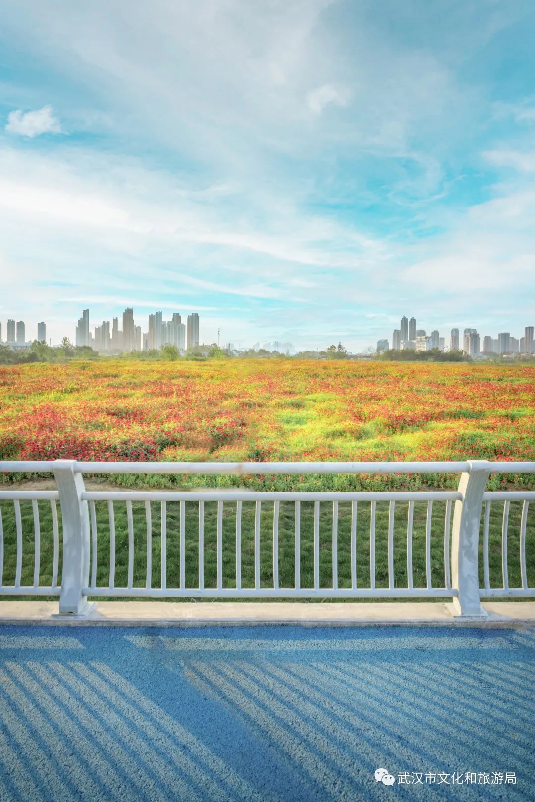 一片花海怎么拍,怎么拍一片花海