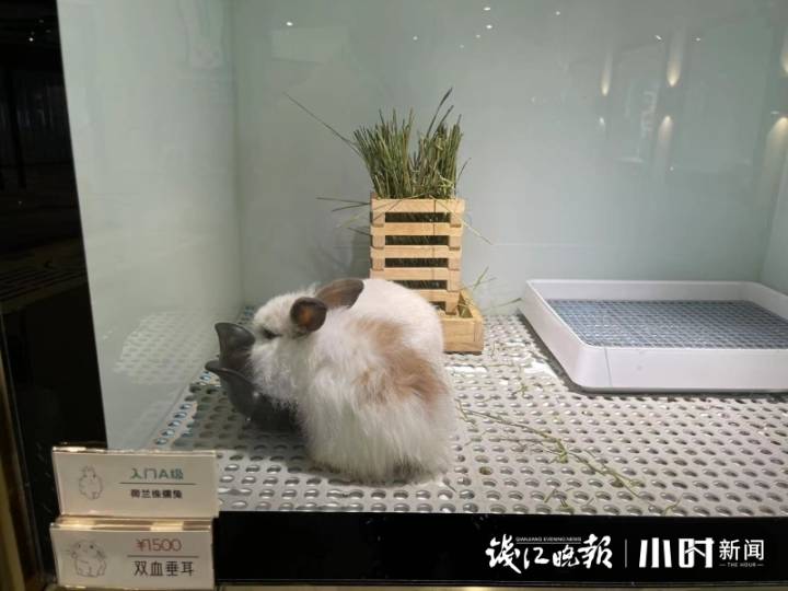 一只兔子50元40只,一只兔子500元