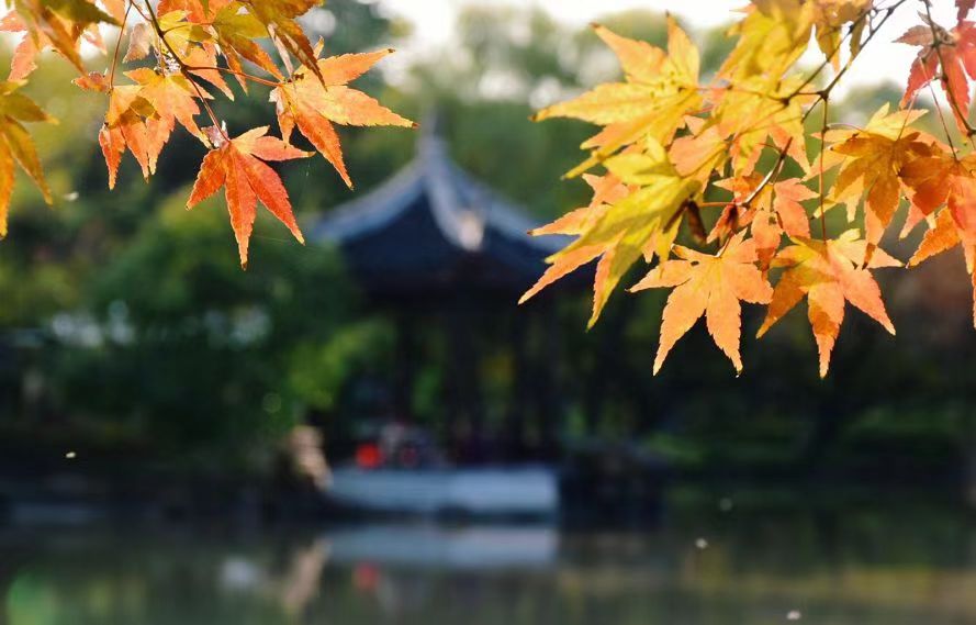 上海赏枫最佳去处,上海本地赏枫最佳地方