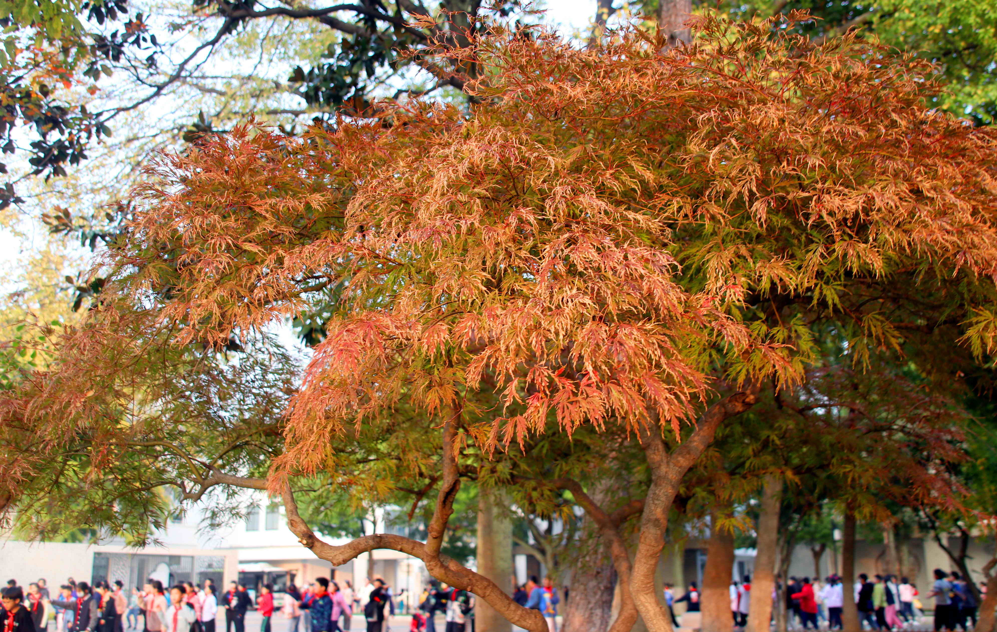 苏州美景图片大全大图,苏州水乡绝美的景色全景图