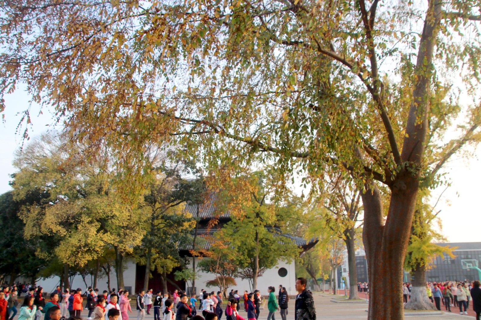 苏州夜色美景图片大全,美景如画的自然风景苏州