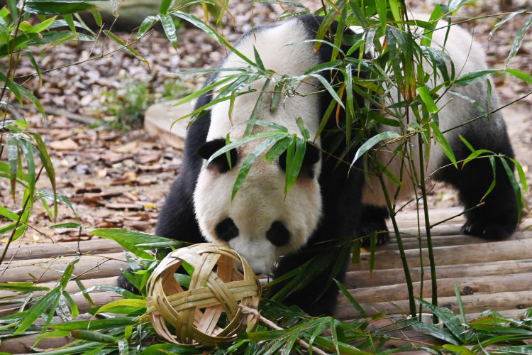 球星云集的比赛,球星齐聚广州