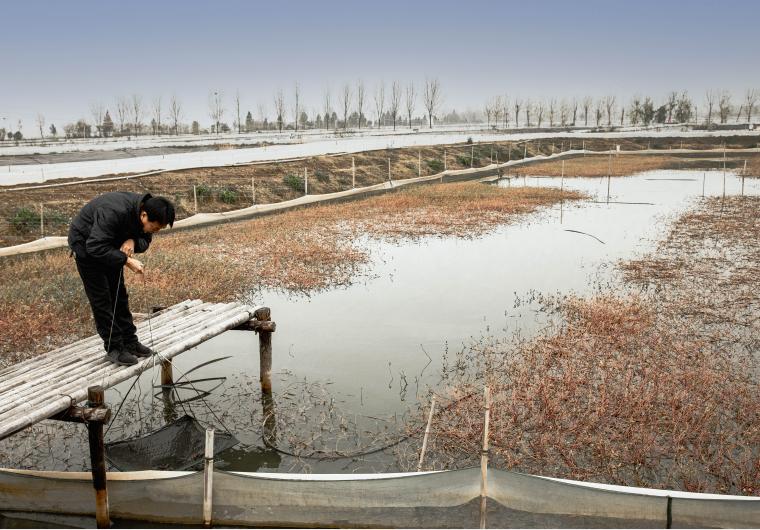 阳澄湖大闸蟹亩产量一般多少斤,微山湖大闸蟹养殖方法