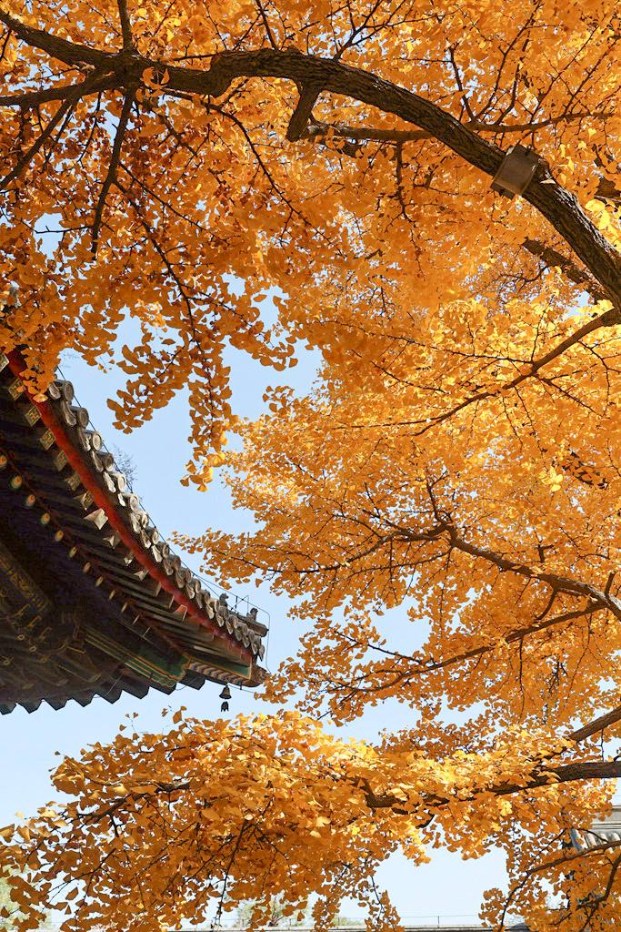 红螺寺秋游攻略,秋游千佛山森林公园