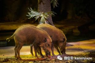 新加坡夜间动物园演出,新加坡夜间动物园表演预约